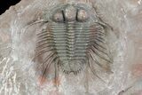Huge, Cyphaspides Trilobite - Jorf, Morocco #66908-6